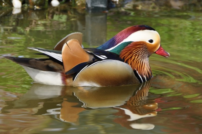 Утка мандаринка, макро, экзотическая птица в пруду - Mandarin Duck, macro, exotic bird in the pond